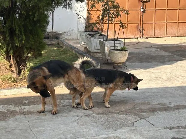 German Shepherd Stud Service Available · Photo 4