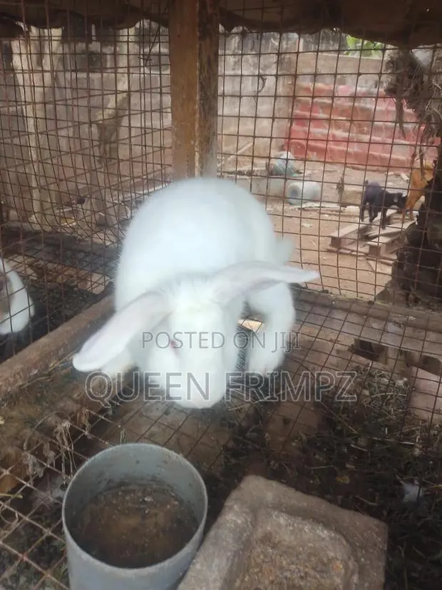 Ready to Crossed Rabbits · Photo 1