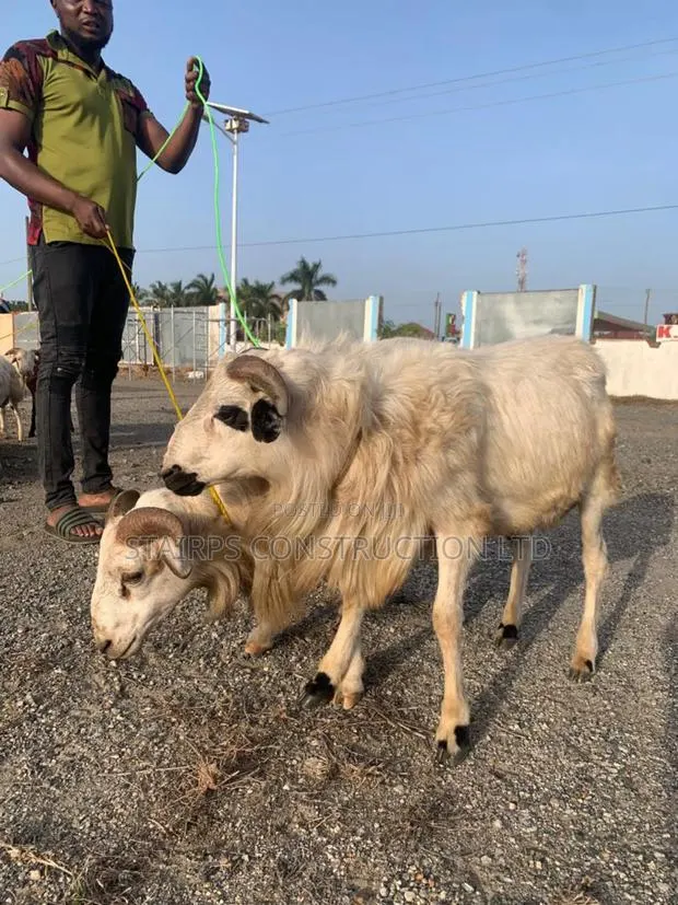 Sheeps for Sale. · Photo 1