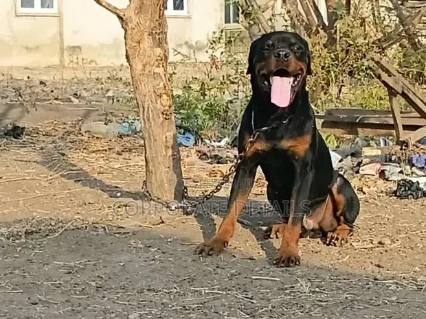 6-12 months Female Purebred Rottweiler · Photo 1