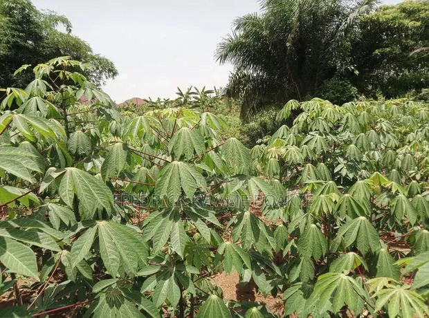 Half Plot of Land for Sale at Abuakwa DKC · Photo 1