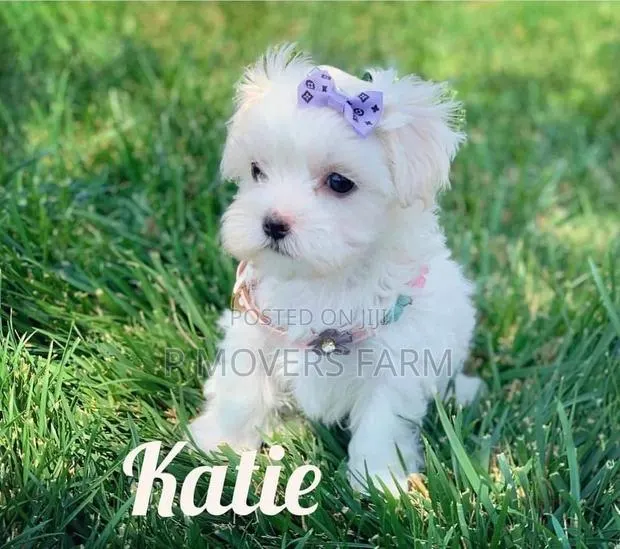 1-3 months Male Purebred Maltese · Photo 1