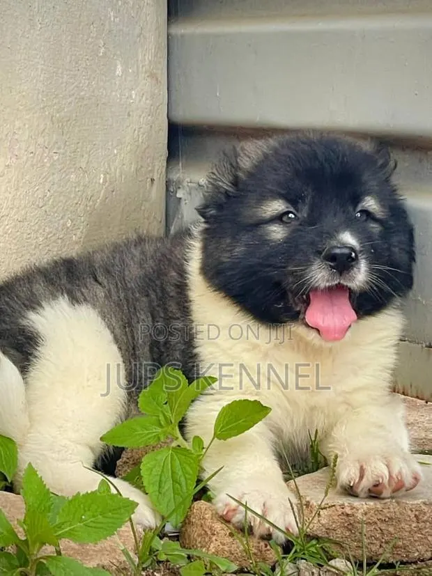 1-3 months Female Purebred Caucasian Shepherd · Photo 1