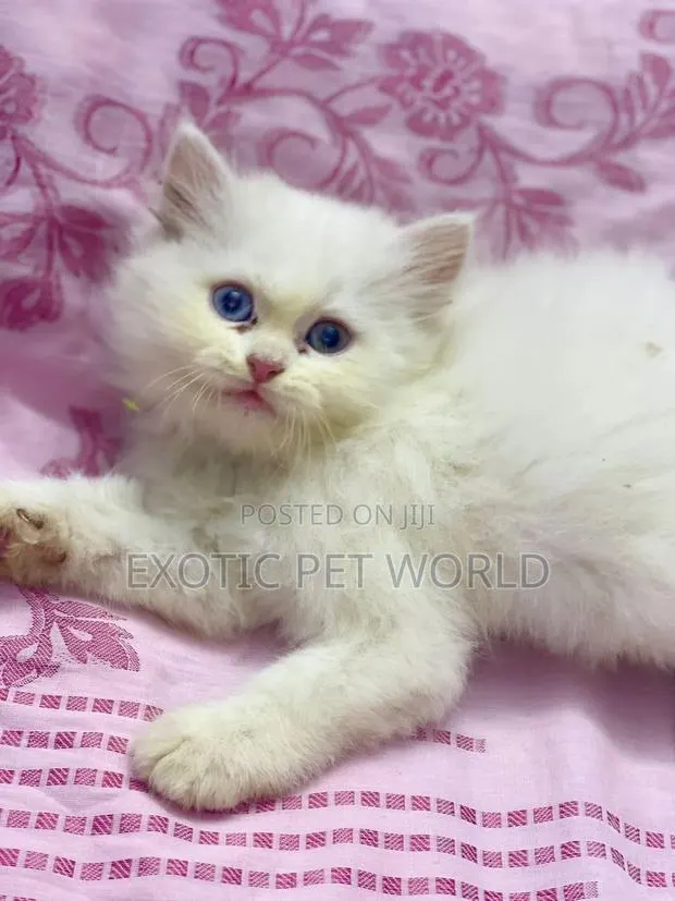 1-3 months Female Purebred Persian · Photo 1