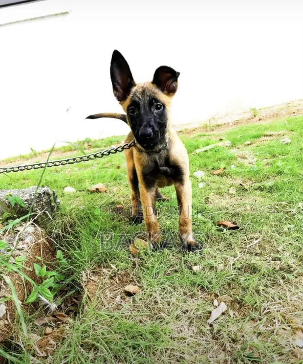 1-3 months Male Purebred Belgian Malinois · Photo 1