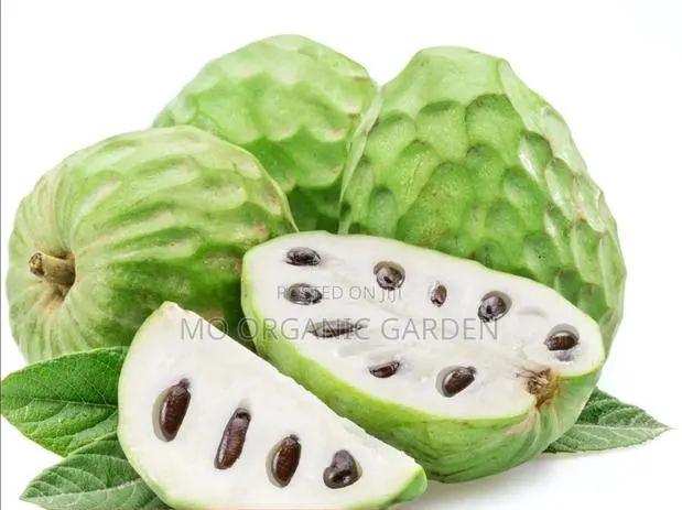 Cherimoya Custard Apple Plant Seedling · Photo 1