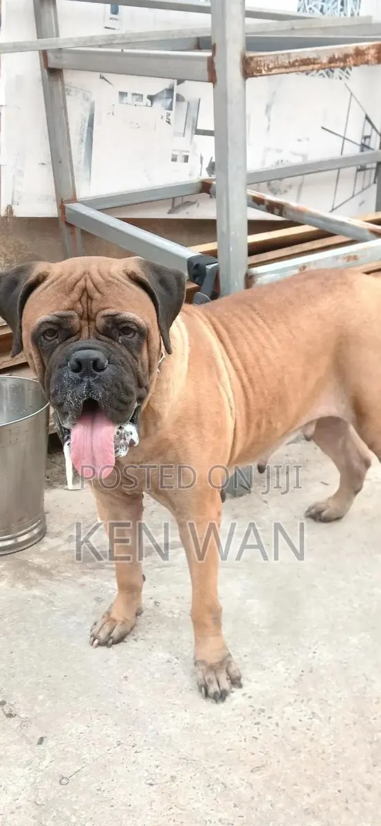 1+ year Female Purebred Bullmastiff · Photo 1