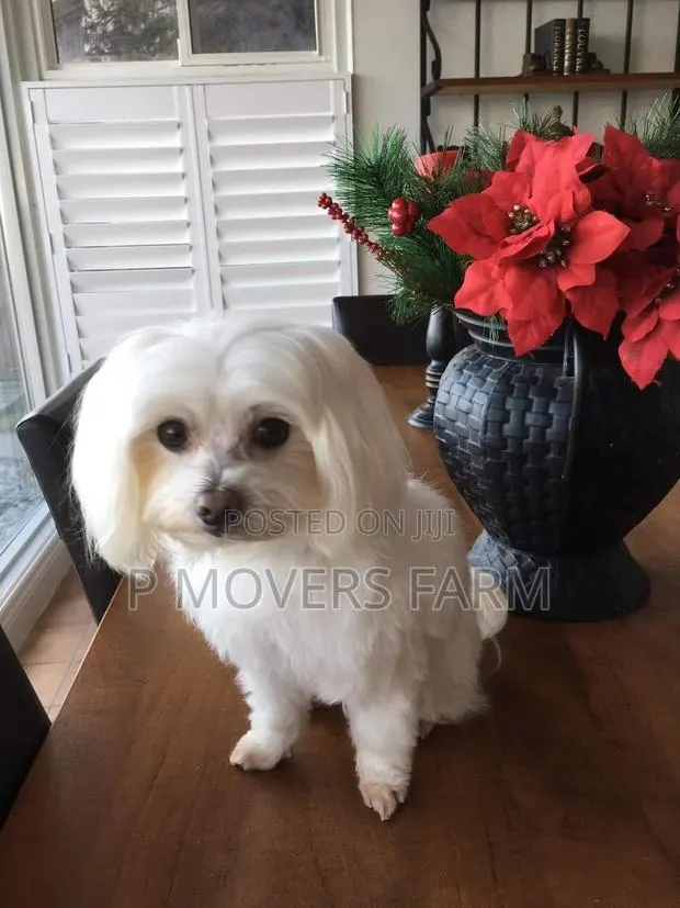 1-3 months Female Purebred Poodle · Photo 1