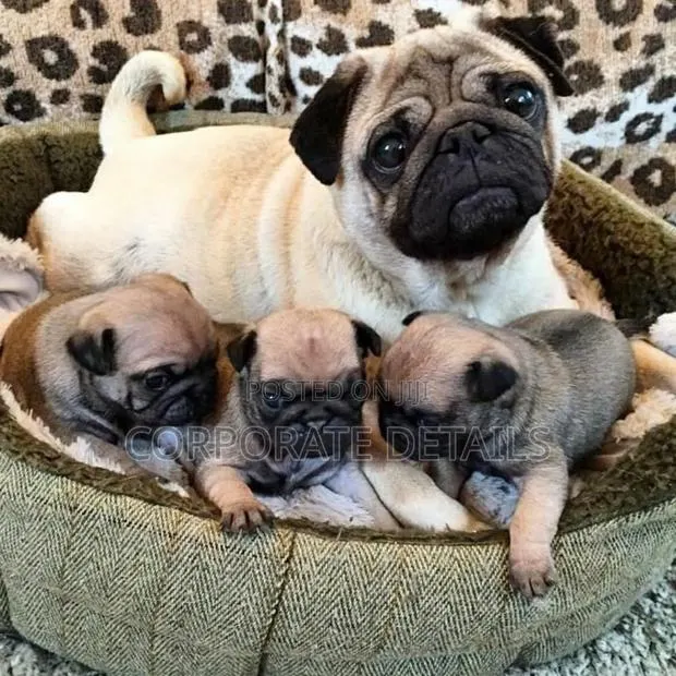 1-3 months Female Purebred Pug · Photo 1