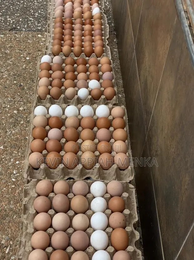 Direct Eggs From Farm · Photo 1