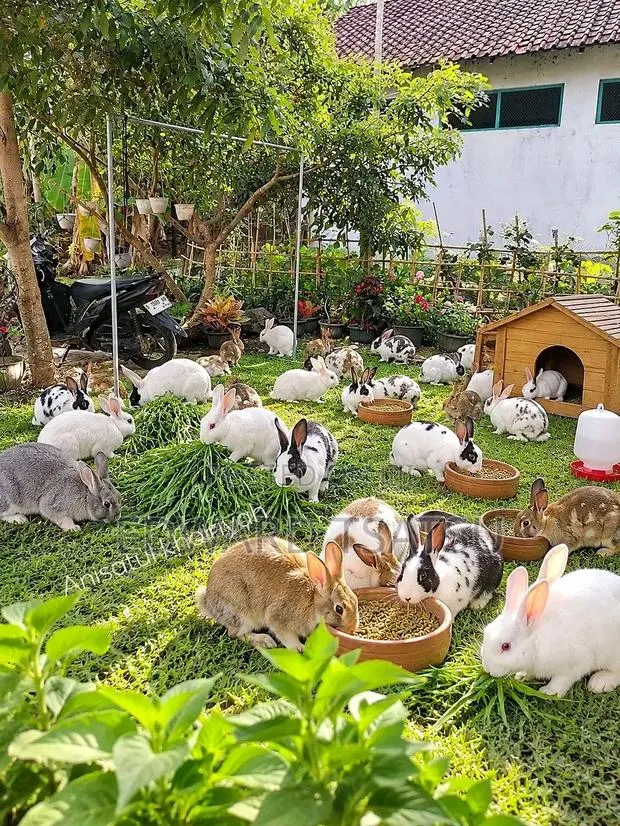 Hybrid Rabbit for a sea.Just Contact and Show Me Your Best Breed · Photo 1
