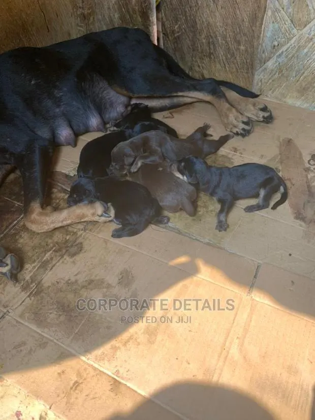 0-1 month Female Purebred Doberman Pinscher · Photo 1