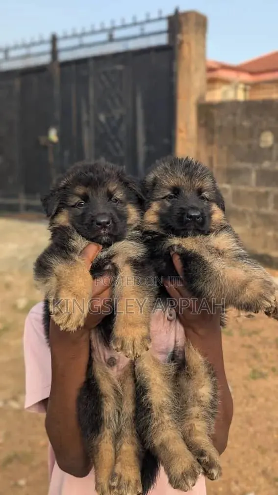 1-3 months Male Purebred German Shepherd · Photo 1