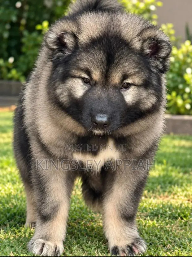 1-3 months Female Purebred Caucasian Shepherd · Photo 1