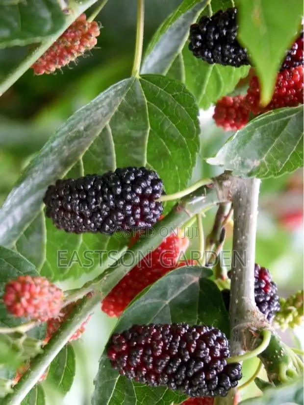 Hybrid Mulberry Seedlings · Photo 4