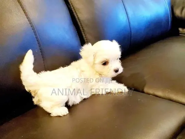 1-3 months Male Purebred Poodle · Photo 1