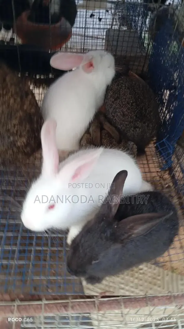 Rabbits for You · Photo 1