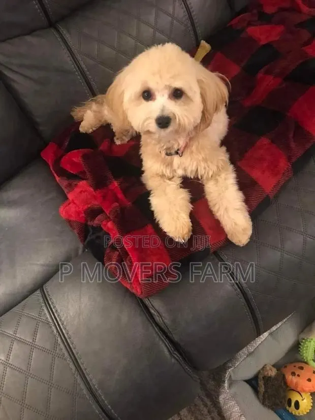 1-3 months Male Purebred Maltese · Photo 1
