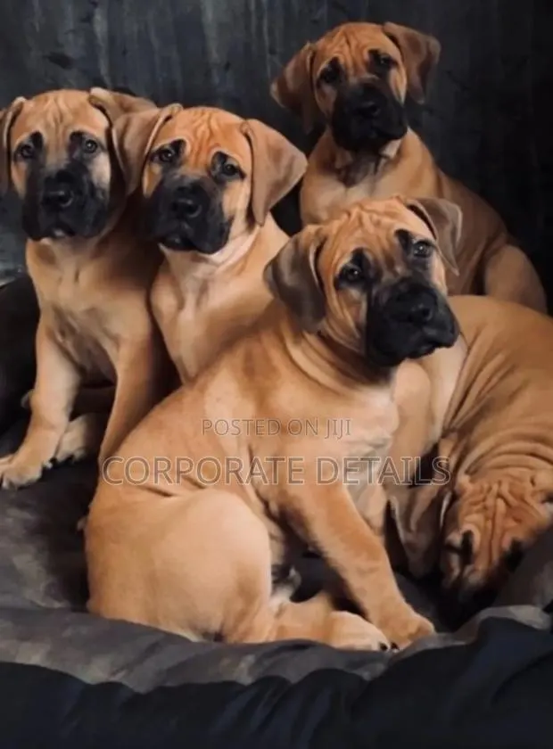 1-3 months Male Purebred Boerboel · Photo 1