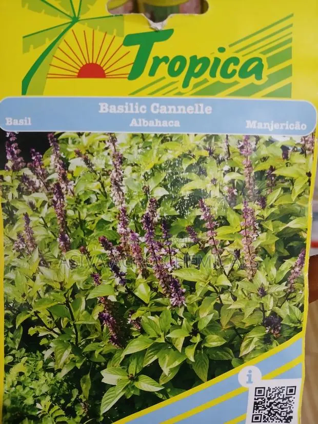 Basil (Thai Basil) · Photo 2