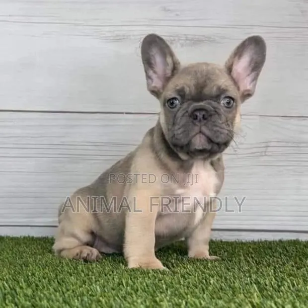 1-3 months Female Purebred French Bulldog · Photo 1