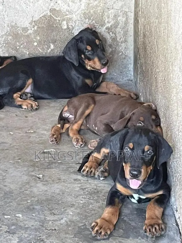 1-3 months Male Purebred Doberman Pinscher · Photo 1