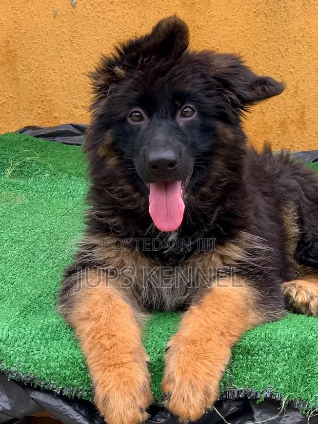 1-3 months Male Purebred German Shepherd · Photo 1
