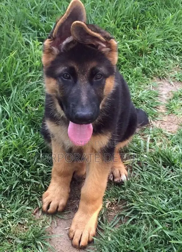 1-3 months Male Purebred German Shepherd · Photo 1