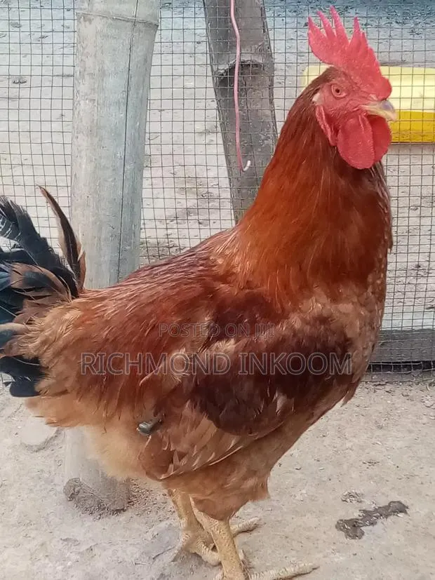 Emmanuel Farms · Photo 1