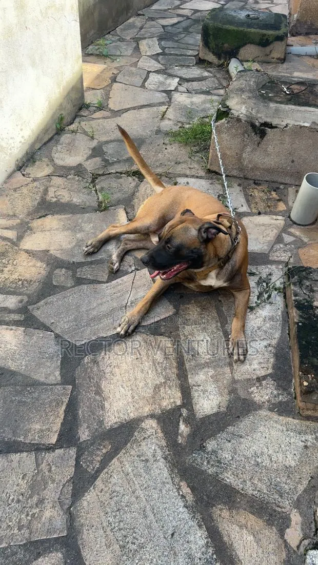 1+ year Male Purebred Boerboel · Photo 1