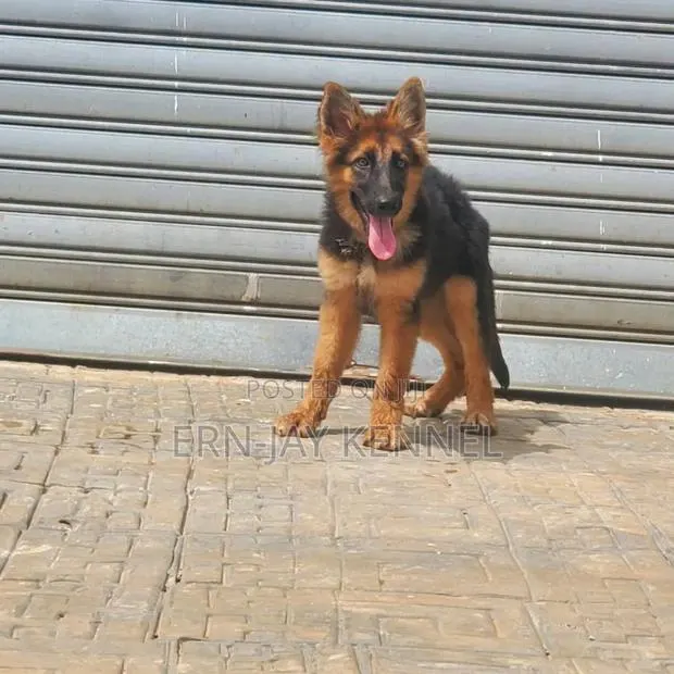 3-6 months Female Purebred German Shepherd · Photo 1