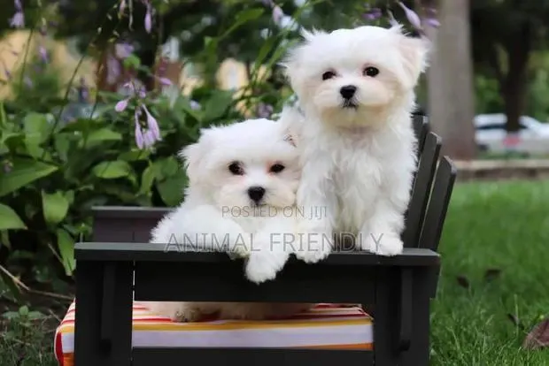 1-3 months Male Purebred Poodle · Photo 1