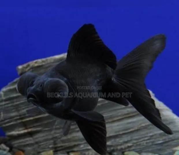 Quality Black Moor Golden Fish’S · Photo 1