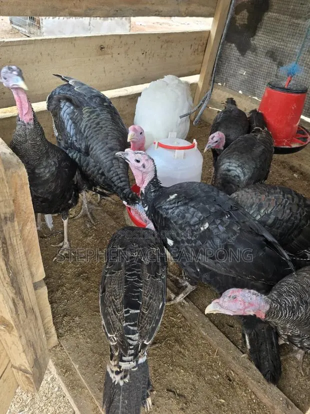 Turkey Bird · Photo 1