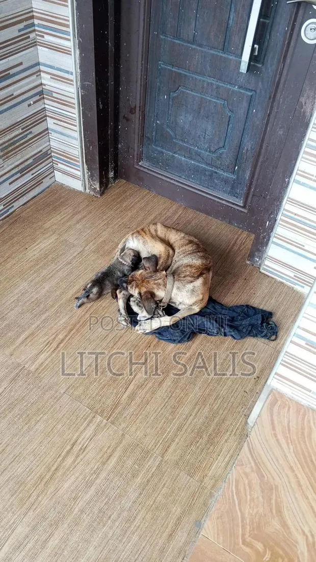 0-1 month Male Mixed Breed Boerboel