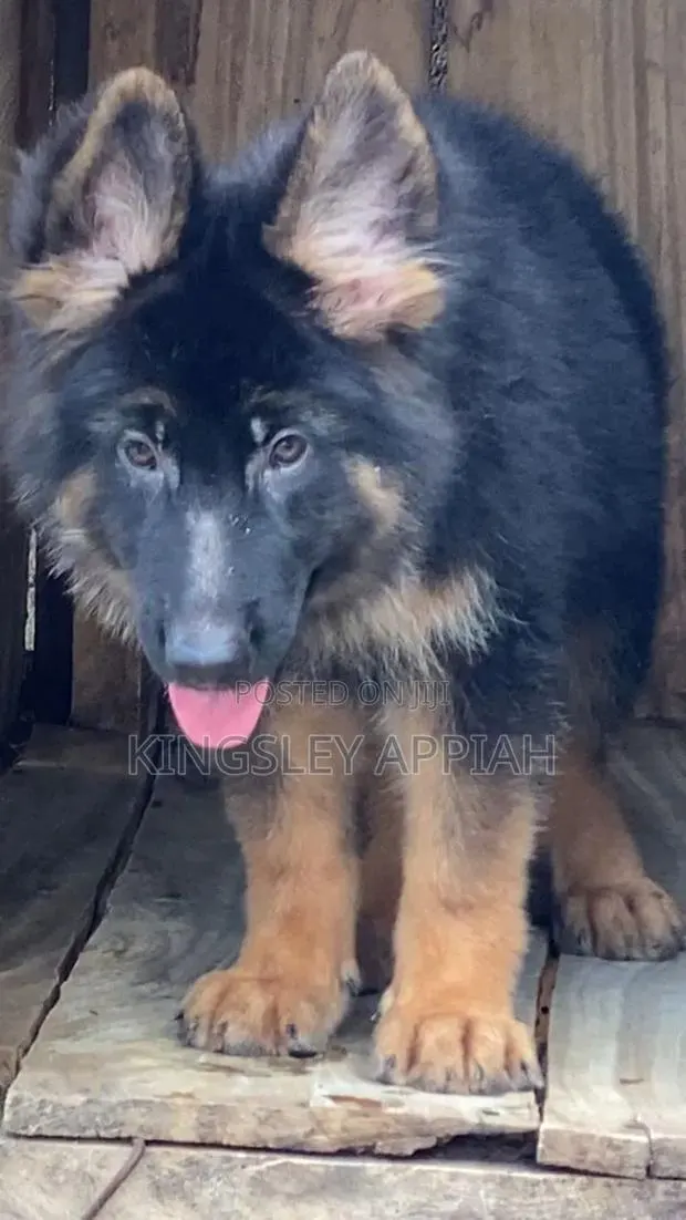 3-6 months Male Purebred German Shepherd · Photo 1