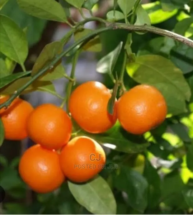 Tangerine Seedlings For Sale · Photo 1