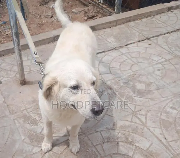 1+ year Female Purebred Golden Retriever · Photo 1