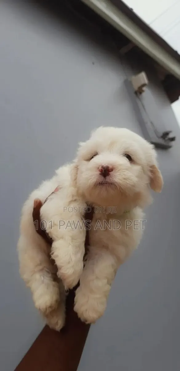 1-3 months Female Purebred Poodle · Photo 1