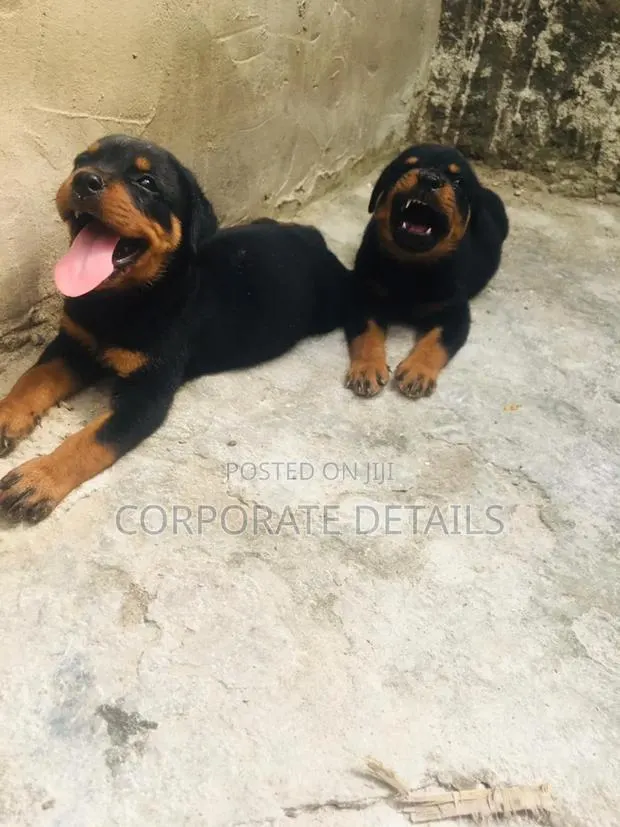 1-3 months Male Purebred Rottweiler · Photo 1