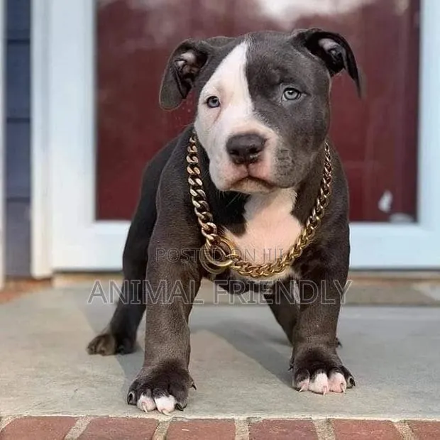 1-3 months Male Purebred American Pit Bull Terrier · Photo 1