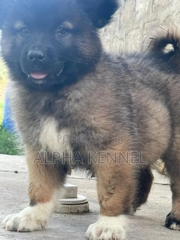 1-3 months Male Purebred Caucasian Shepherd · Photo 1