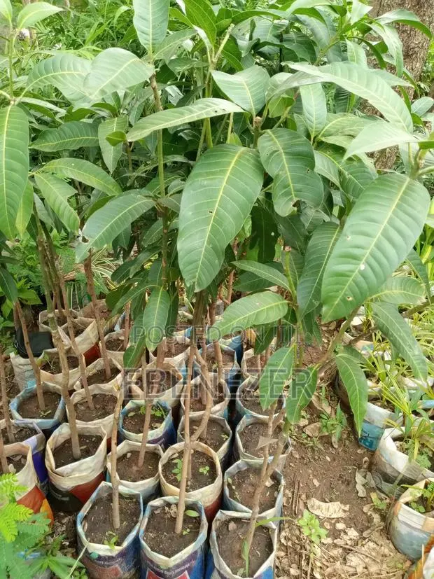 Mongo Tree · Photo 1