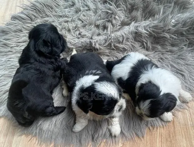 1-3 months Female Purebred Shih Tzu · Photo 1