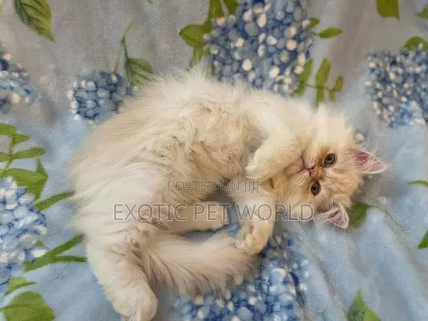 1-3 months Male Purebred Persian · Photo 1