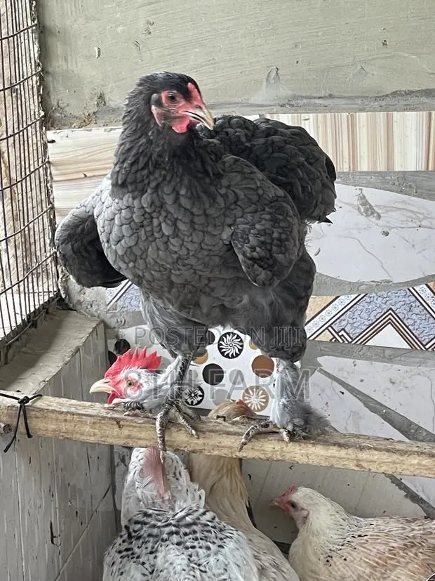 Males and Females Matured Brahma · Photo 1