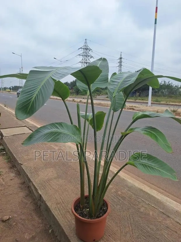 Bird of Paradise for Sale