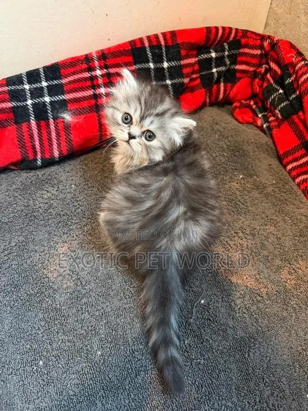 0-1 month Female Purebred Persian · Photo 1
