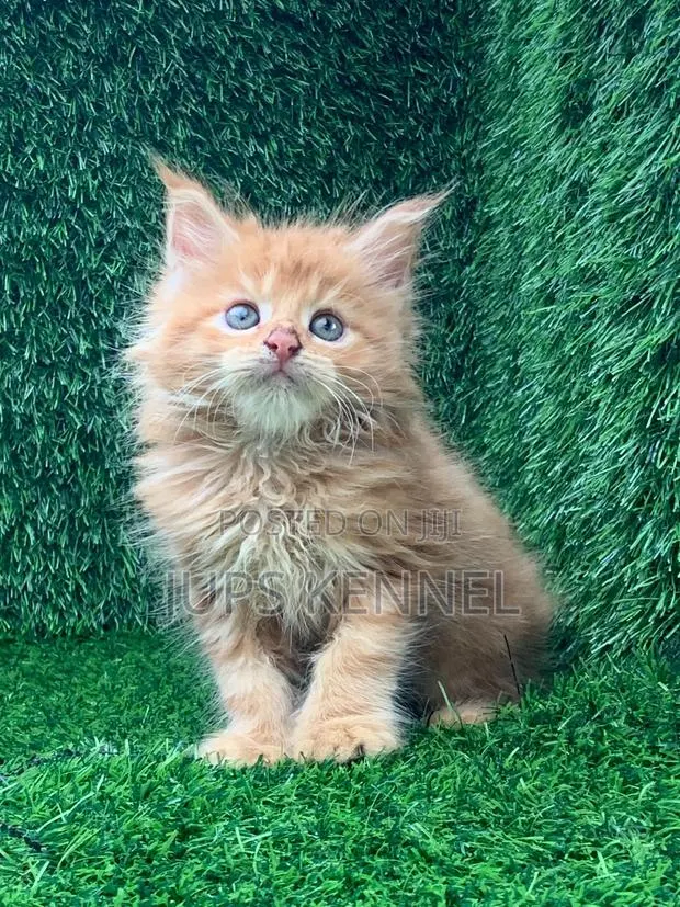 1-3 months Male Purebred Maine Coon · Photo 1