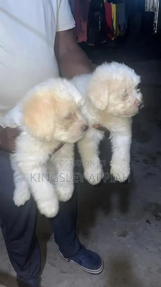 1-3 months Female Purebred Poodle · Photo 1
